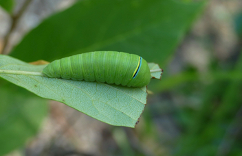 Zebra Swallowtail caterpillar